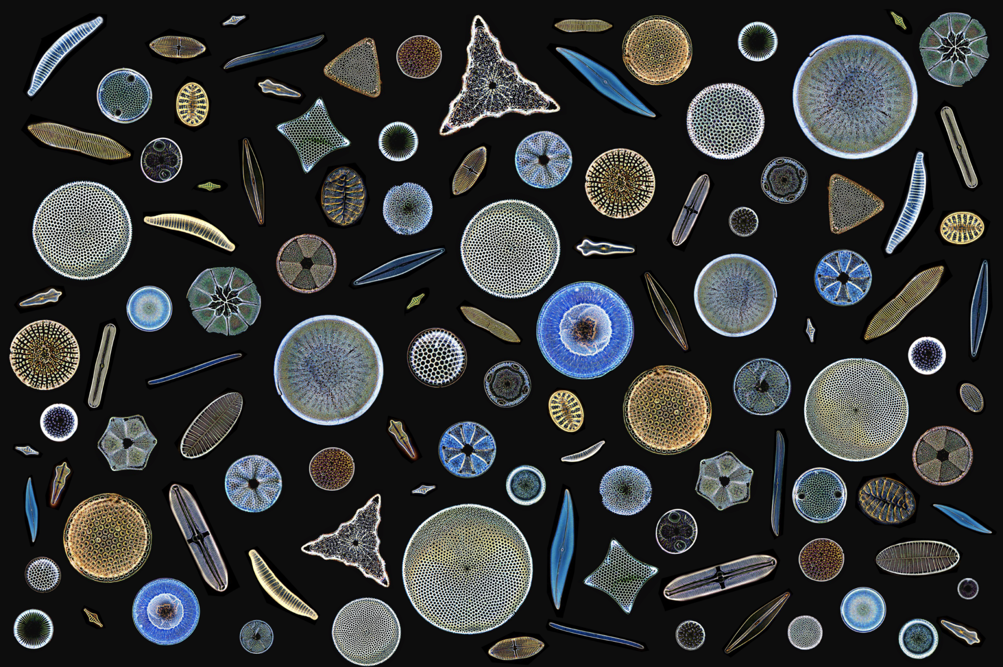 Diatoms are unicellular, non-flagellate algae that appeared in the Cretaceous period, about 145 million years ago. They represent one of the most important classes of microalgae in marine and freshwater environments.